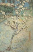 Vincent Van Gogh Blossoming Pear Tree (nn04) oil painting reproduction
